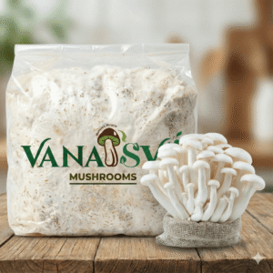 Milky Mushroom Spawn