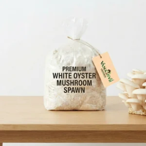 White Oyster Mushroom Spawn