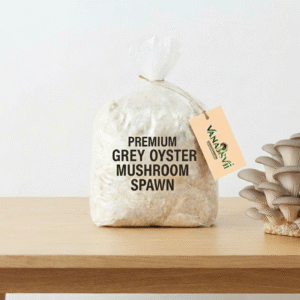 Grey Oyster Mushroom Spawn