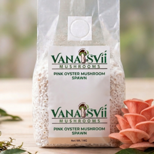 pink oyster mushroom spawn seeds vanasvii mushrooms